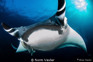 Manta Ray at Socorro Islands, Mexico.  Nikon D7000 / 10mm... by Norm Vexler 